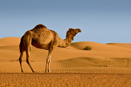 camel1sm.jpg