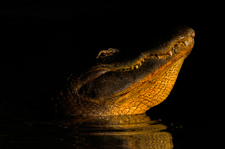 1-alligator.jpg