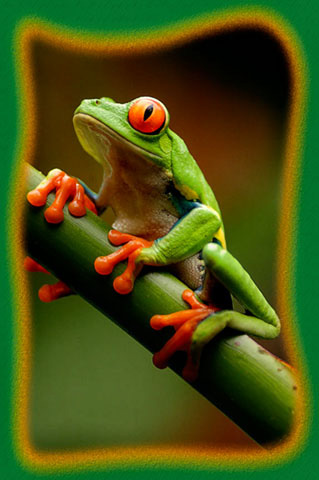 6-red-eyed-tree-frog.jpg