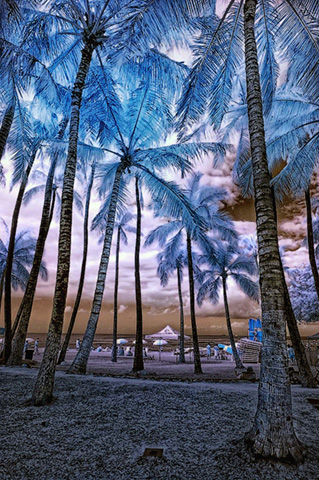 7-infrared-palm-trees.jpg