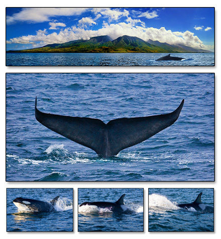illustration-8-whales.jpg