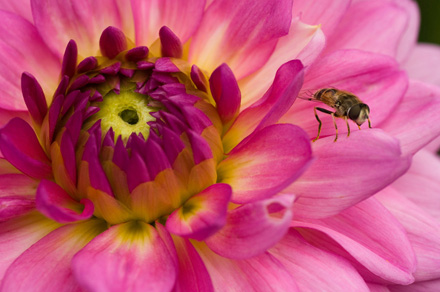 "Flower with Bee" by Don Tredinnick (Saint Paul, Minnesota)sm