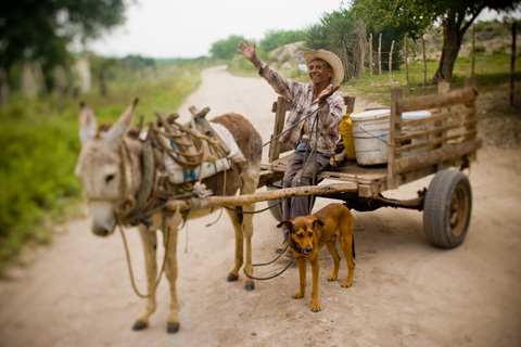Elderly Mexican man with donkey cart