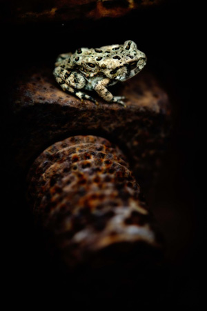 Toad-on-a-bolt-680x1023