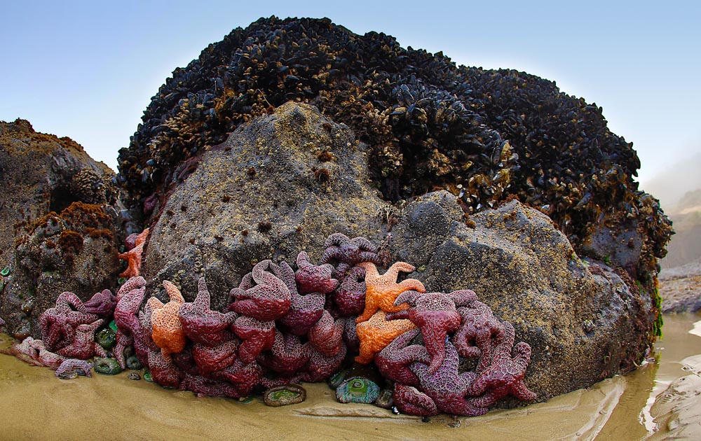 Sea Stars on Mussel-Covered Rock at Strawberry Hill
