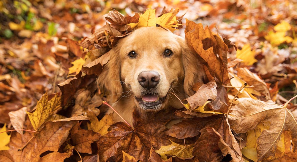 Hudson the Golden Retriever, emerging from a pile of leaves to steal your heart.