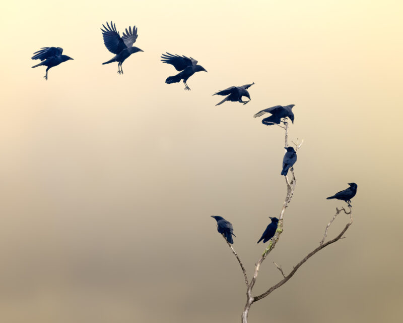 Guest Blog Infrared Photographer and Visual Artist Rain Hayes Scott